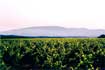 Wijngaard van Domaine de Montine in de Rhône Vallei