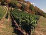 Steile wijngaard in de Bugey wijnstreek