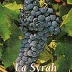 syrah druif
