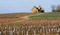 Wijngaard in de Bergerac wijnstreek