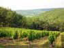 Een wijngaard in de Cahors